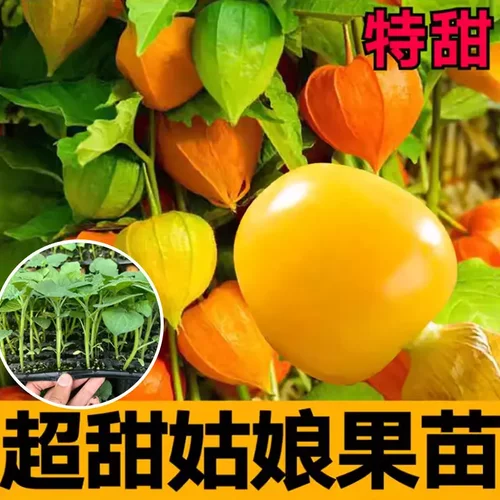 【下单立减50】超甜菇娘果苗东北灯笼果秧苗阳台盆栽黄红姑娘苗YB