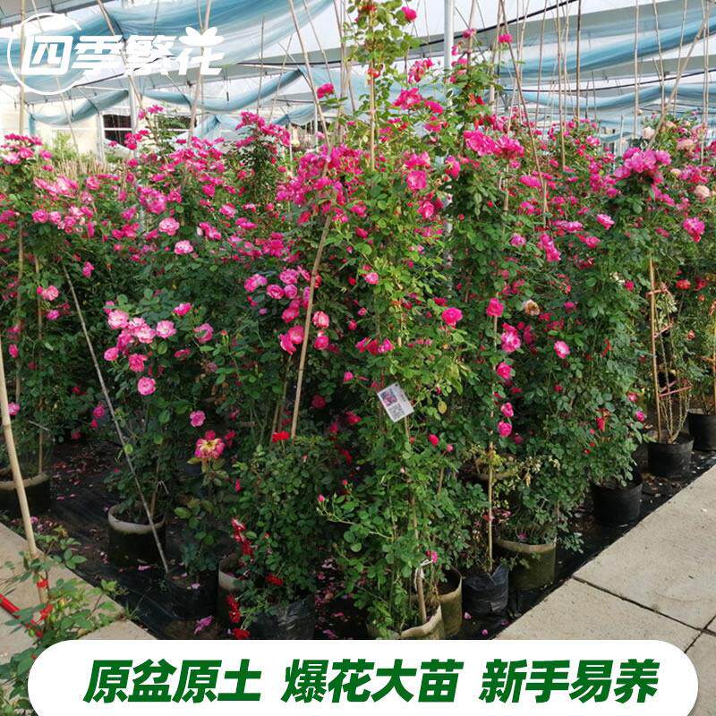 藤本月季蔷薇花苗蒂娜爬藤大苗庭院爬墙植物四季开花大游行粉龙