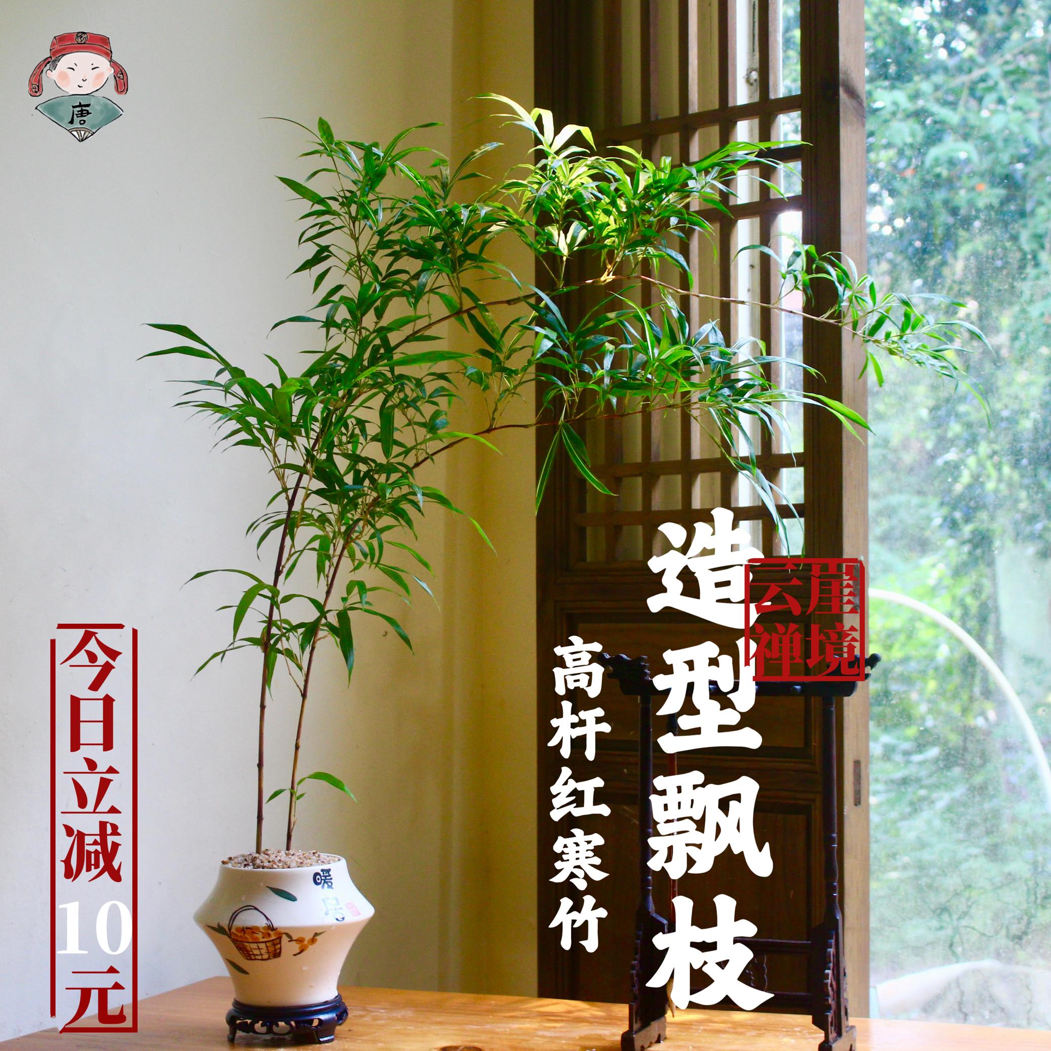 大飘枝红寒竹紫寒竹造型盆栽盆景老桩水培室内客厅绿植禅意好养活