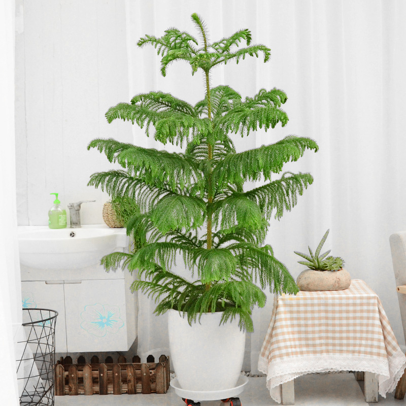 南洋杉圣诞树绿植盆栽大型室内外阳台花园庭院净化空气盆景绿植物