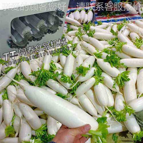 直销洗萝卜FVZ器清毛洗卜机，清洗白萝机 清洗刷机