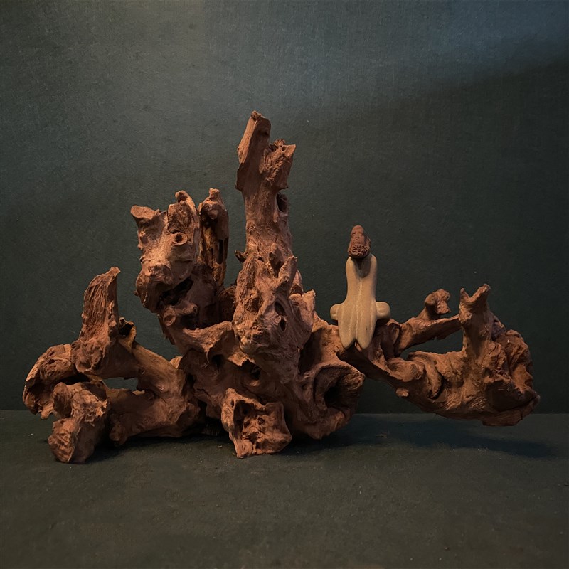 小号珊瑚沉木羊蹄甲鱼草缸爬宠造景装饰看图选拱桥非杜鹃根紫柚