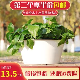 家用室内盆栽绿植圆形树脂塑料水培懒人自动吸水绿萝花盆大种植盆