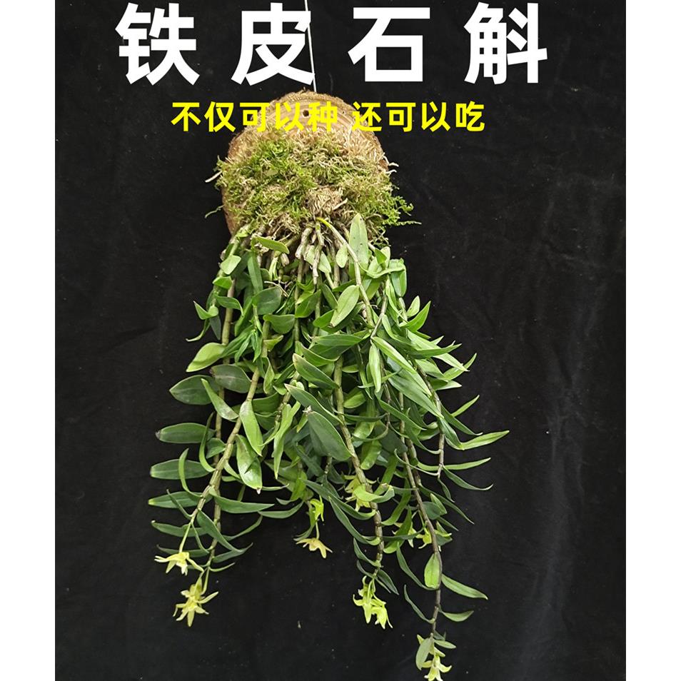 雁荡山铁皮石斛苗带木板 特色绿植花卉室内盆栽可食用观赏4-6月花