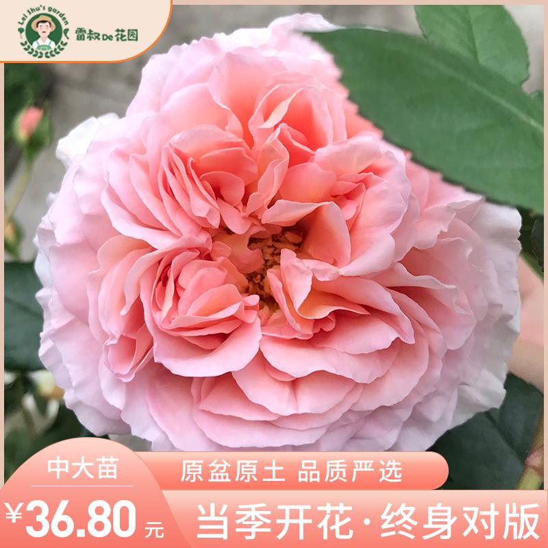 雷叔的花园亚伯拉罕月季花苗灌木爬藤四季开 花浓香庭院花卉盆栽