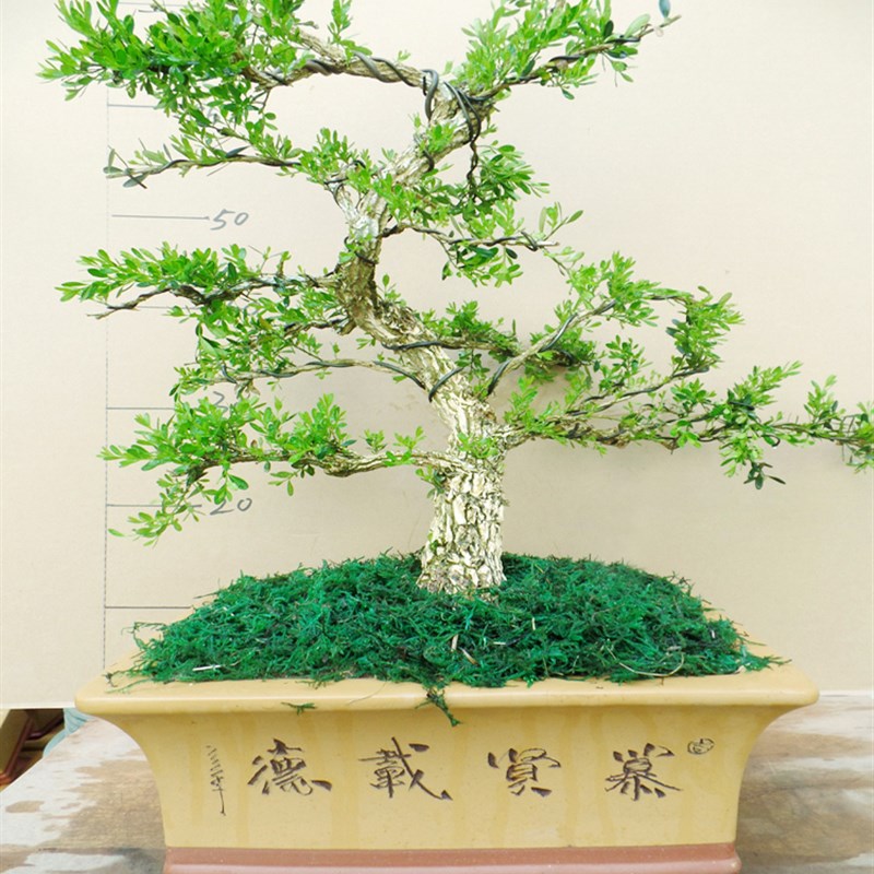 老桩造型珍珠黄杨盆景植物室内树桩盆栽大型盆景树桌面绿植客厅