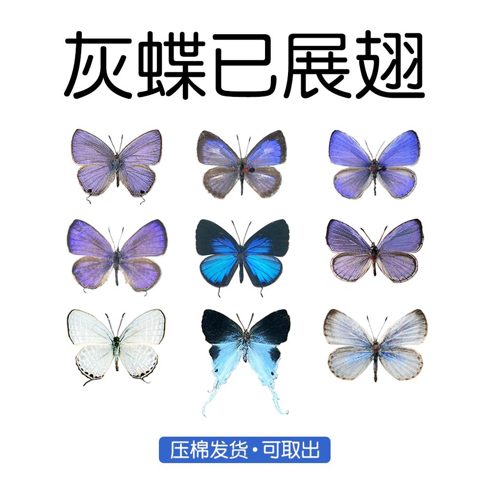 真灰蝶标本已展翅雅灰蝶珍贵妩灰蝶长尾珍灰蝶亮灰细灰蝶压棉发货