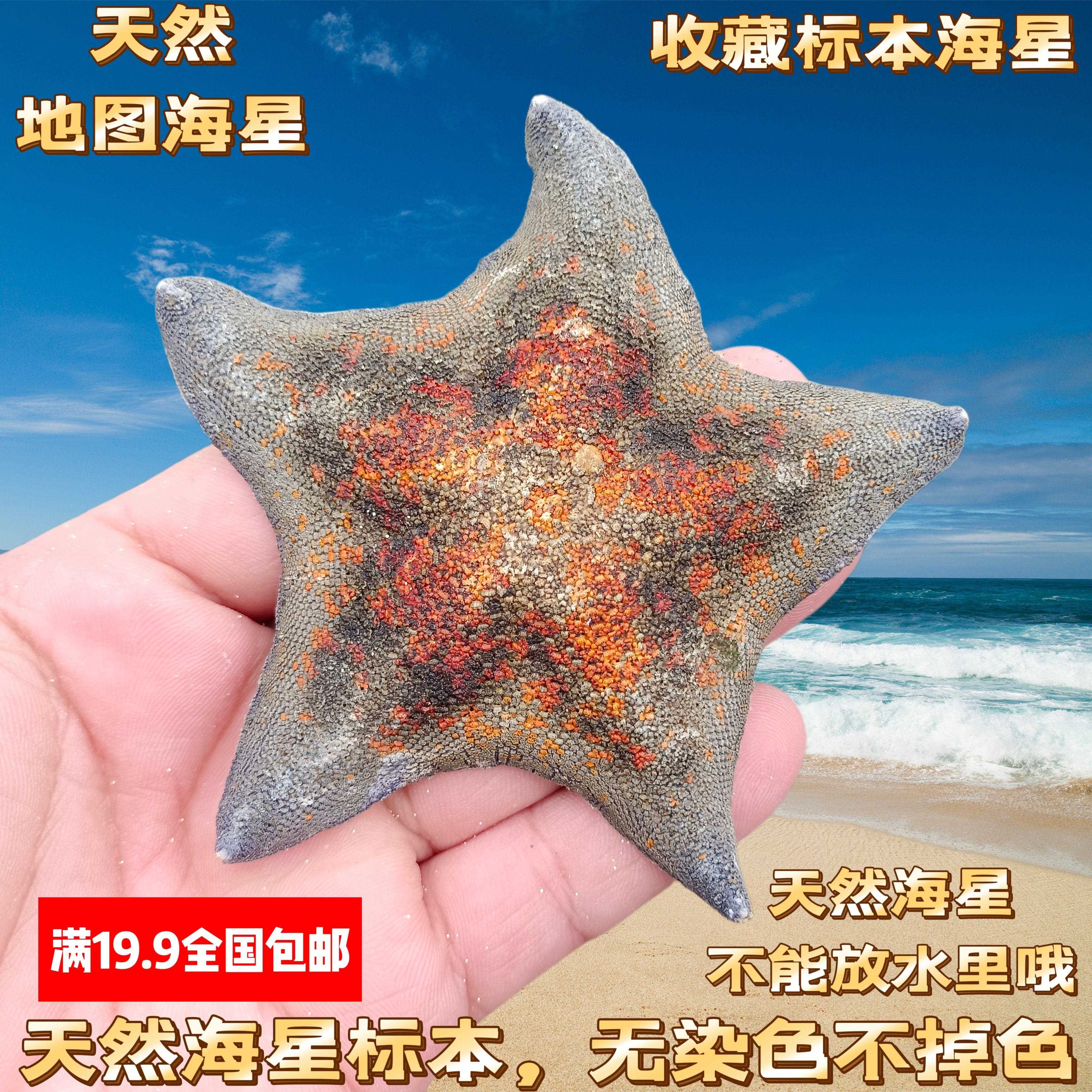 特大天然原色刺棘霸王海星风干面包星标本地中海风情装饰海螺贝壳