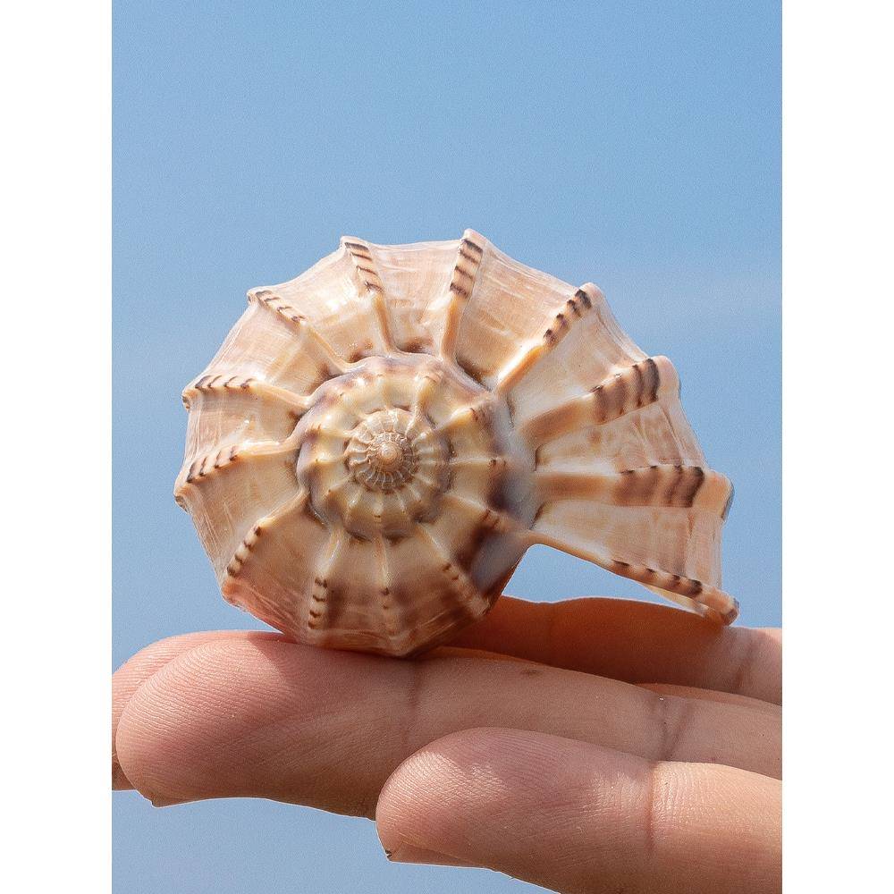 天然海螺贝壳琵琶杨桃螺寄居蟹卷贝鱼专用壳水族鱼缸摆件儿童科普