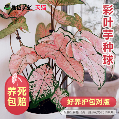 趣植宇宙粉色飞溅彩叶芋种球根阳台盆栽室内客厅装饰观叶网红绿植