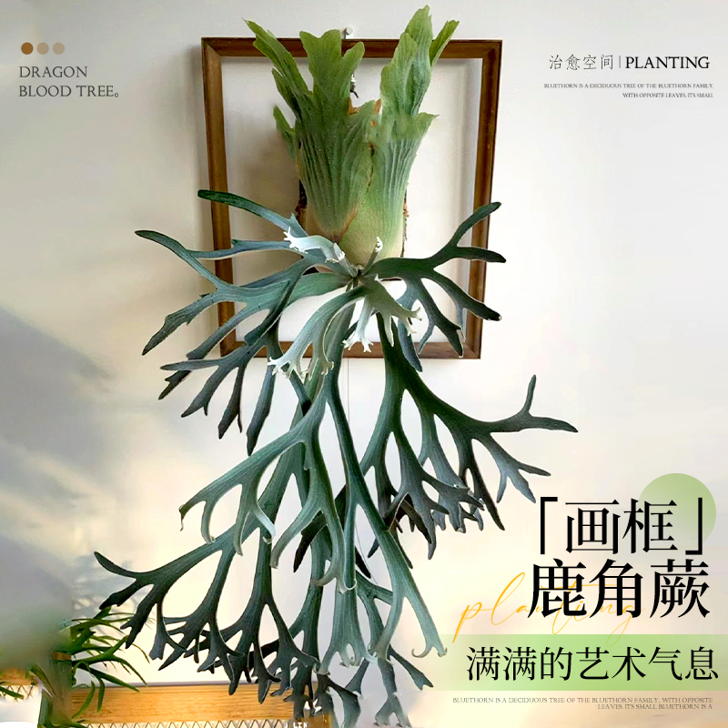 鹿角蕨挂板定植板二歧女王挂墙绿植室内客厅垂吊悬挂蕨类植物盆栽