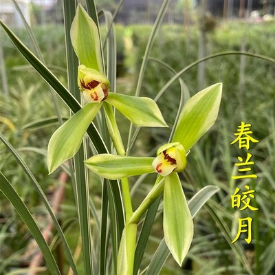 金边兰花春兰皎月兰花边艺浓香好养室内外庭院客厅美观桌面花卉