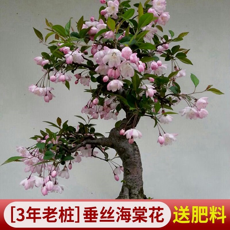 垂丝海棠花盆栽年花好养活室内绿植物鲜花卉盆景开花老桩四季树巧