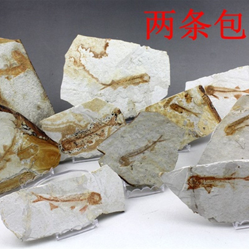 天然鱼化石标本古生物狼鳍鱼真化石动物植物昆虫科普研学热河生物