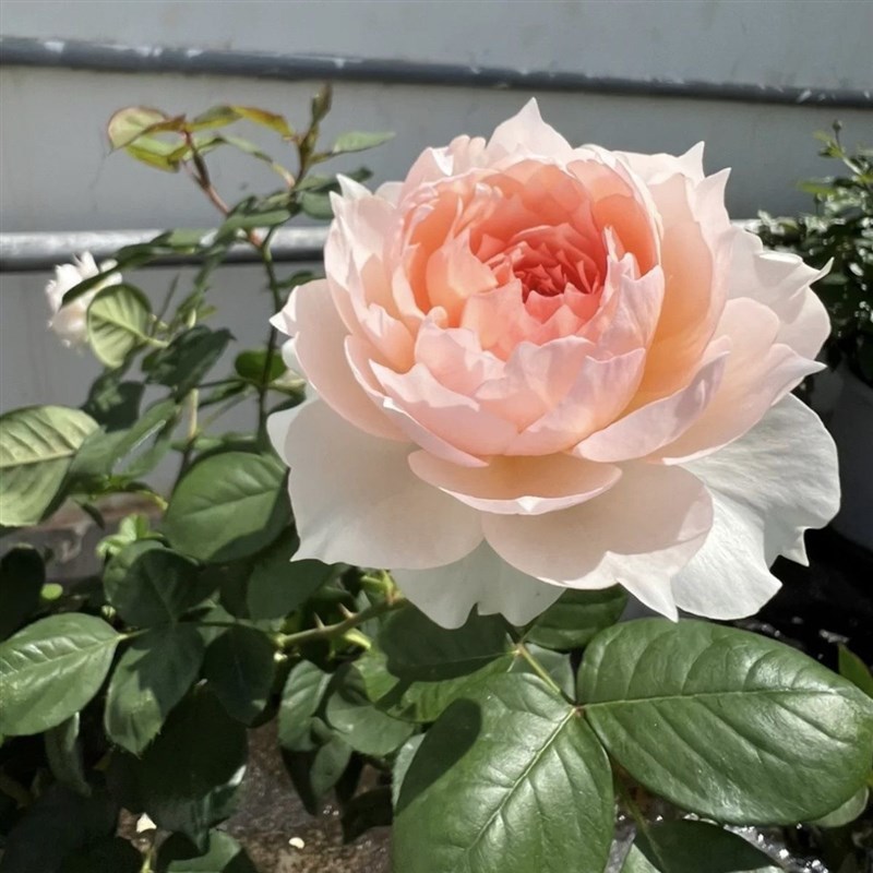 莫妮卡戴维月季花大苗盆栽阳台庭院四季特大花香浓郁抗病性好玫瑰