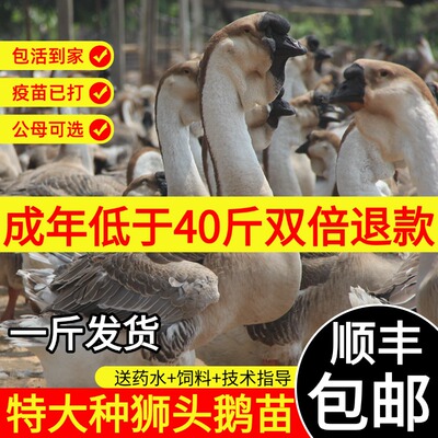 正宗特大种狮头鹅正品保障