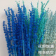 新疆薰衣草干束天然永生包家居客厅创意插材料包混搭真