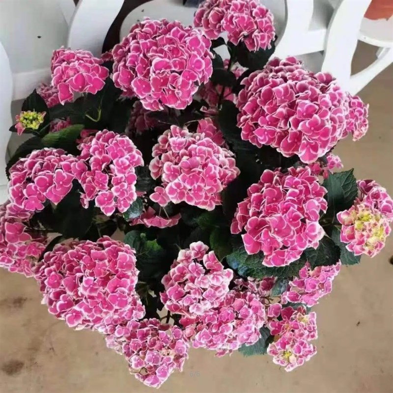 绣球花苗无尽夏花卉盆栽庭院植物阳台室内外老桩好养四季开花耐寒