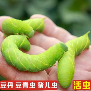 灌云豆丹豆虫鲜活钓鱼饵料豆青虫猪儿虫绿色大青虫鲶鱼饵宠物食物