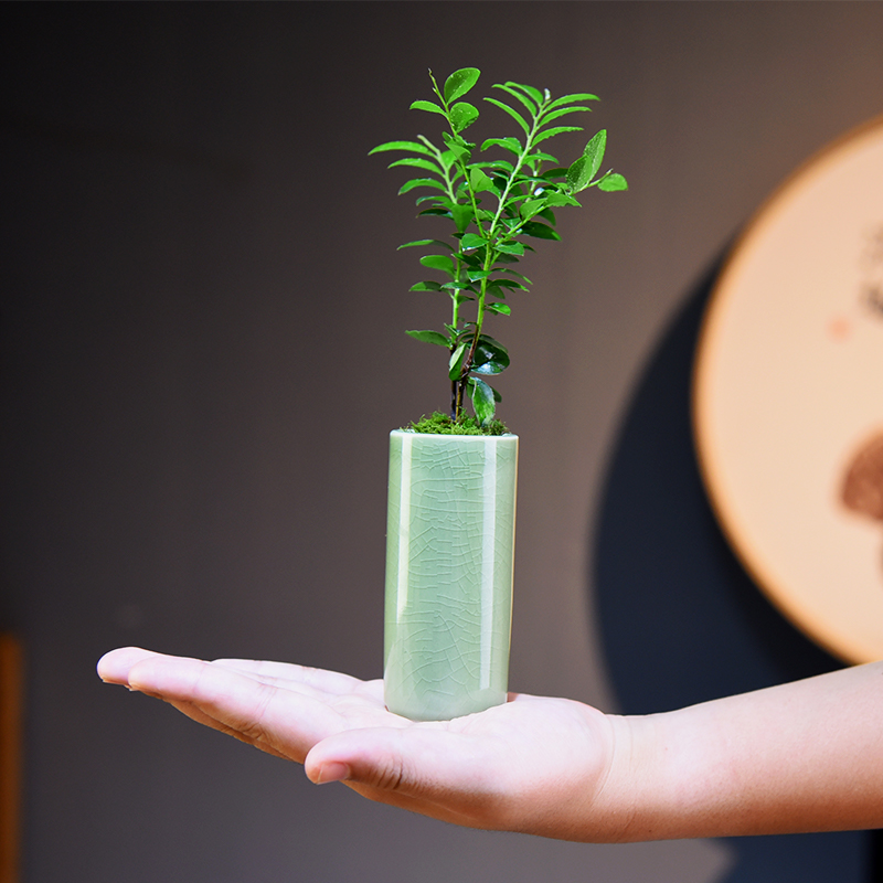 小叶紫檀盆栽原生树苗迷你小盆景观叶室内好养易活植物绿植盆栽