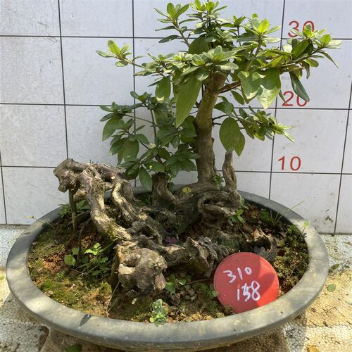 精品高提根鸡血红杜鹃花盆景胭脂红映山红树桩盆栽庭院花园别墅