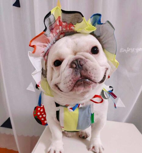 猫狗太阳帽子纸样宠物狗猫咪法斗泰迪博美柴犬遮阳帽模版图纸