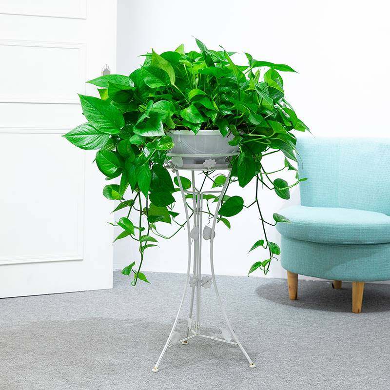 大盆绿萝长藤垂吊盆栽室内新房家用大叶水培客厅吸甲酫净化空气