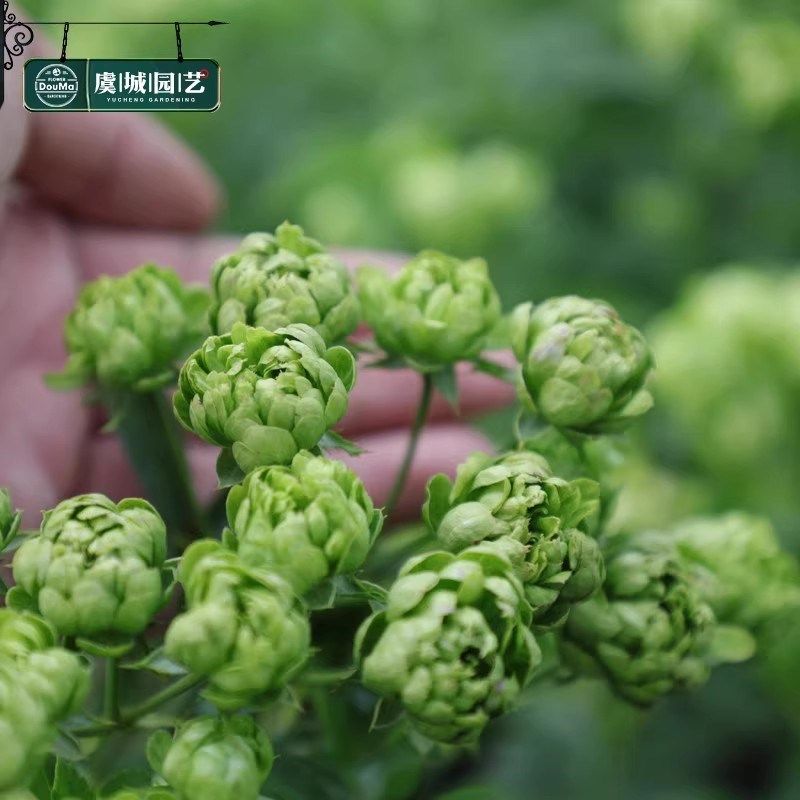 绿闪电月季花苗开花玫瑰小苗四季盆栽花卉爬藤植物藤本蔷薇树绿植,鲜花速递/花卉仿真/绿植园艺,月季/蔷薇/玫瑰,淘宝优惠券,粉丝福利购,淘宝优惠卷
