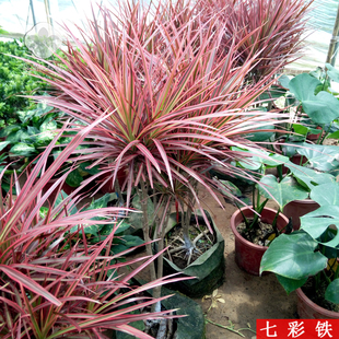 红边竹蕉三色龙血树剑叶龙铁树三色铁彩铁桌面盆栽绿植包邮