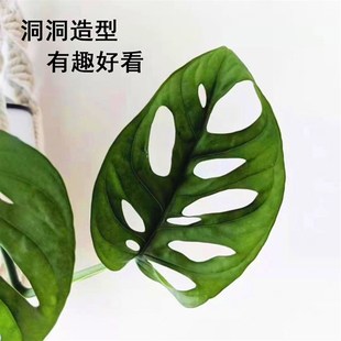 水培仙洞龟背竹盆栽多孔爬藤室内喜阴植物桌面花卉好养净化空气