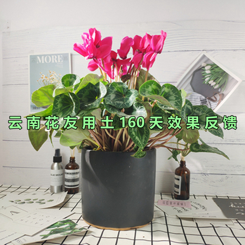 仙客来专用土养花培植土花卉营养土通用型营养土有机土壤花泥特配