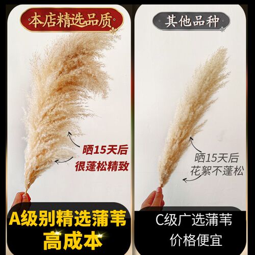 潘帕斯天然干燥花芦苇真花花束家居客厅落地摆件婚庆造景装饰大蒲