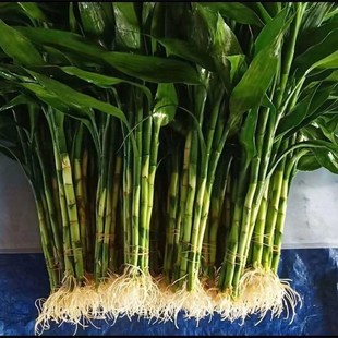 带根富贵竹花水养客厅水培土养富贵竹粗竹绿植转运竹净化空气好养