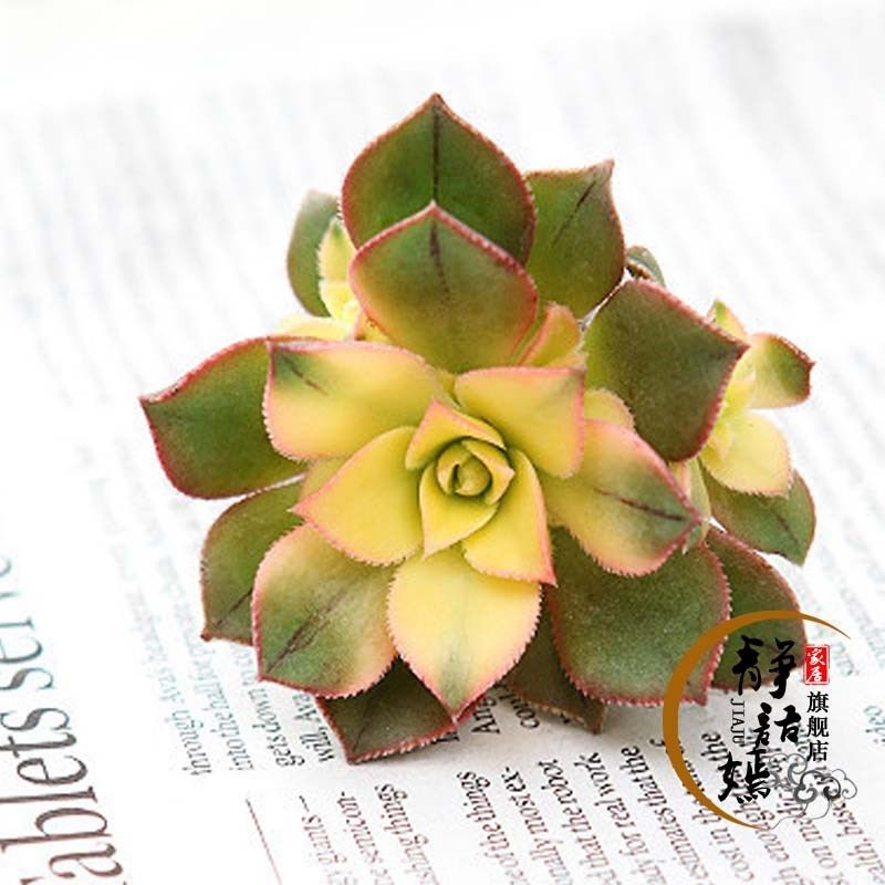 多肉植物 办公室室内绿植盆栽虹之玉 黑法师 黄丽玉龙小人祭
