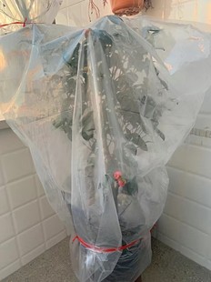 绿植物保温罩过冬天保暖房罩花卉果树木防冻袋布套盆栽防寒塑料膜