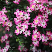 遮阳伞可垂吊成花瀑布月季 海蒂 花园 庭院阳台盆栽花卉植物花苗