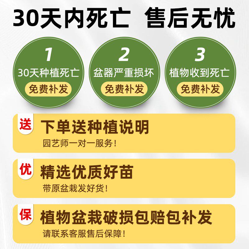 毛鹃树苗毛娟苗紫娟花苗毛杜鹃花卉春夏娟小苗映山红庭院四季植物