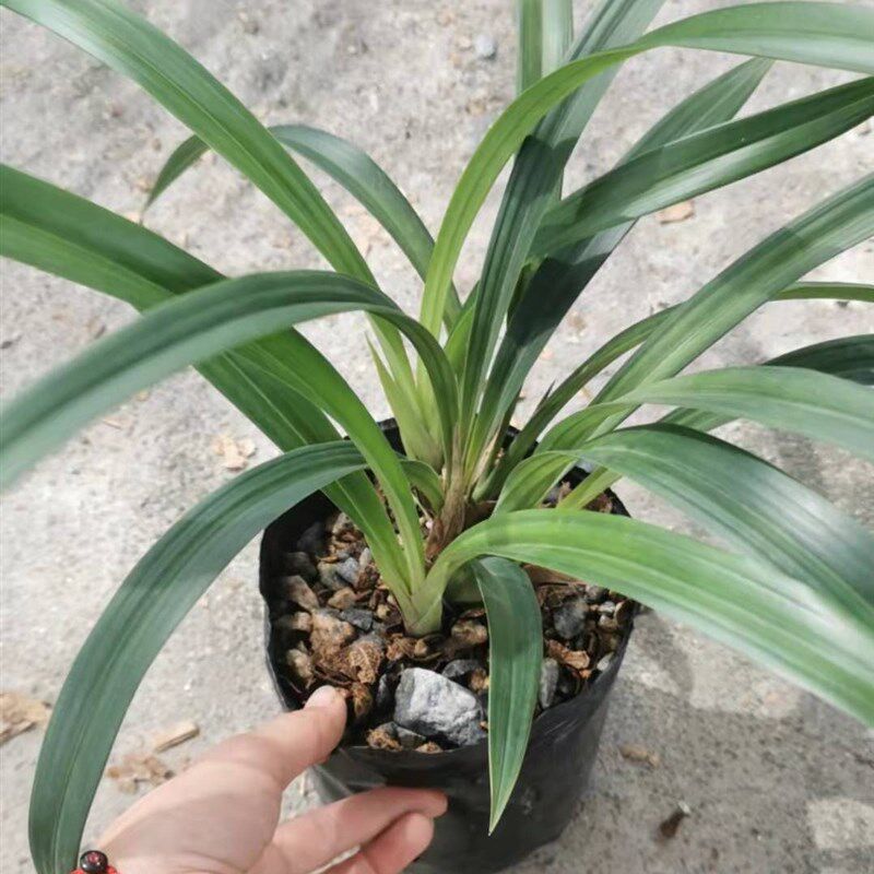 桃姬 小巧墨兰 粉红娇艳 报岁兰 春节开花花期长,鲜花速递/花卉仿真/绿植园艺,国兰/杂交兰/洋兰类,淘宝优惠券,粉丝福利购,淘宝优惠卷