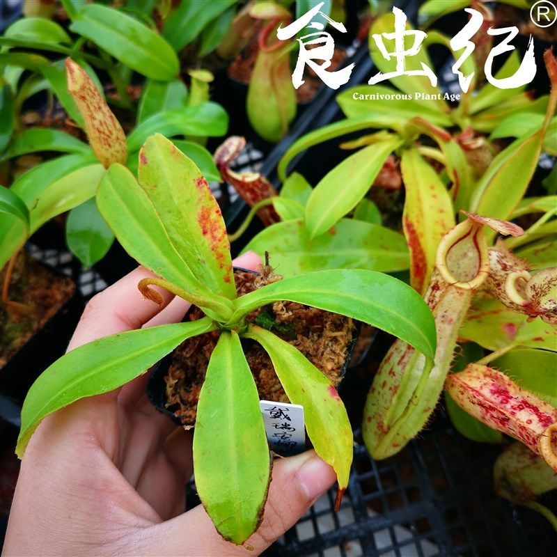 黛瑞安娜猪笼草  食虫植物盆栽食人花扑捕苍蝇大型超大驱蚊,鲜花速递/花卉仿真/绿植园艺,绿植,淘宝优惠券,粉丝福利购,淘宝优惠卷