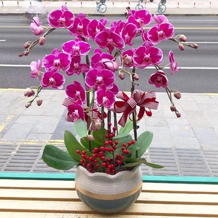 大财主蝴蝶兰开花带苞室内盆栽桌面真花开业乔迁结婚高档年宵花卉