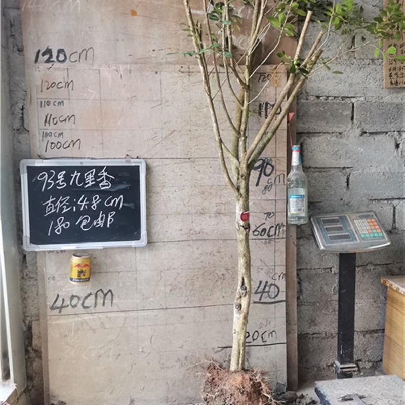九里香盆景提根就里香老桩风景树室内绿植多花植物花浓香型植物