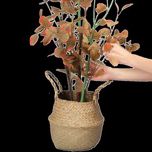 文竹支撑架植物固定防倒伏龟背竹支撑杆绿萝爬藤花架支架园艺造型