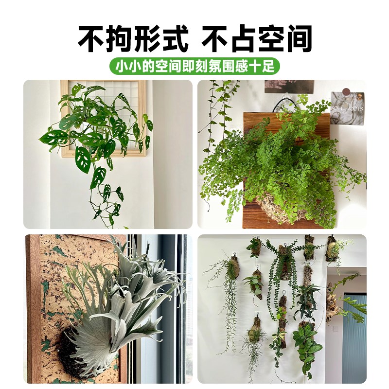 挂墙绿植鹿角蕨板植挂板二岐悬挂式苔藓蕨类盆栽垂吊植物壁挂装饰