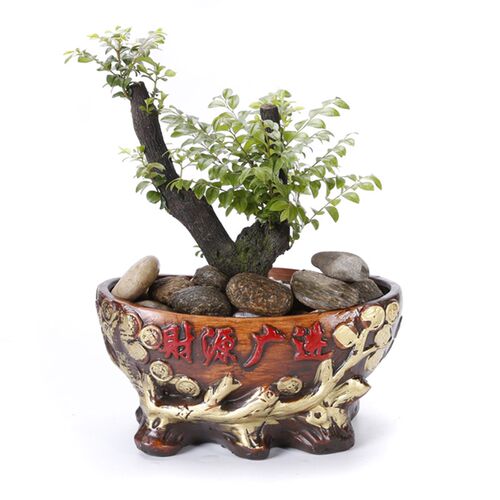 复古红陶花盆 电脑办公桌绿植盆 财源广进四季旺财金蟾发财树花盆