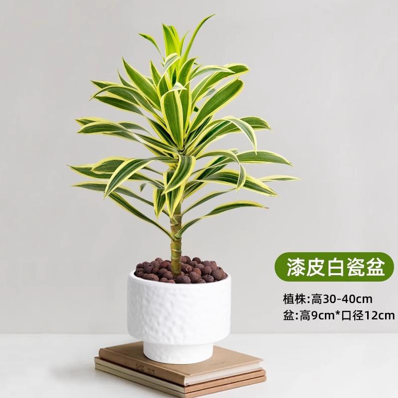 金边百合竹盆栽小苗水培植物室内办公室桌面小绿植美人桩耐阴好养图片