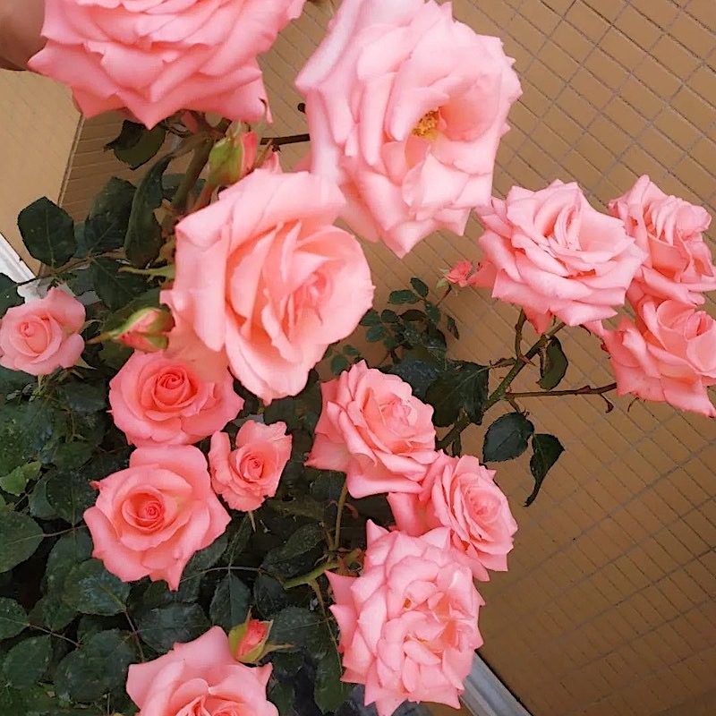 戴安娜 阳台盆栽月季庭院地栽耐寒耐旱抗病勤花切花玫瑰抗病性好