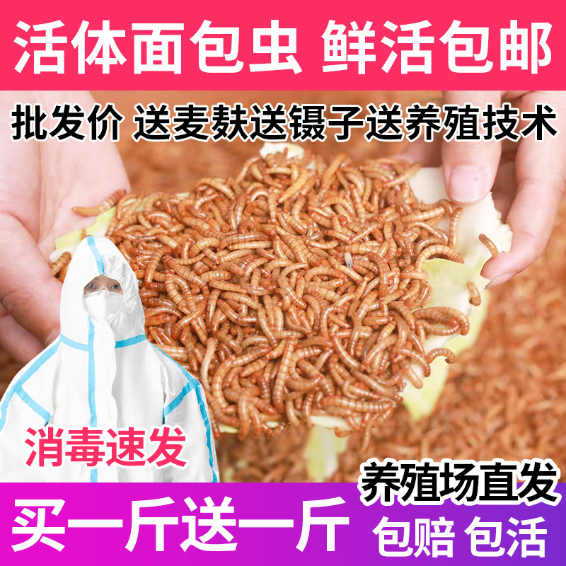 大麦虫黄粉虫鲜活虫面包虫活虫龙鱼龟粮鱼鸟饲料仓鼠饲料宠物活食,宠物/宠物食品及用品,观赏鱼饲料,淘宝优惠券,粉丝福利购,淘宝优惠卷