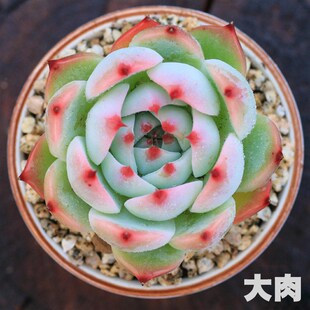 水蜜桃吉娃娃大颗多肉植物肉肉新手办公室桌面盆栽巨多肉冠幅10cm