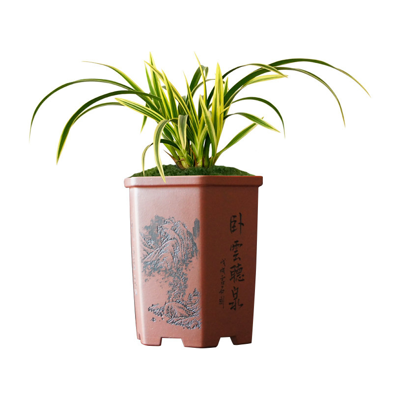 刘阁兰花苗 建兰迷你盆景金满堂 叶带金边艺好养精致桌面盆栽花卉