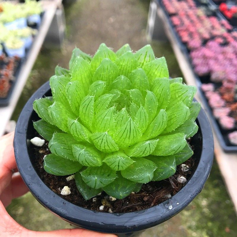 樱水晶玉露新手套餐多肉植物多肉组合植物盆栽种好发货含盆含土,鲜花速递/花卉仿真/绿植园艺,多肉植物,淘宝优惠券,粉丝福利购,淘宝优惠卷